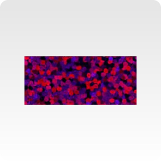 Poli-Flex Starflex 498 purple, š. 50cm